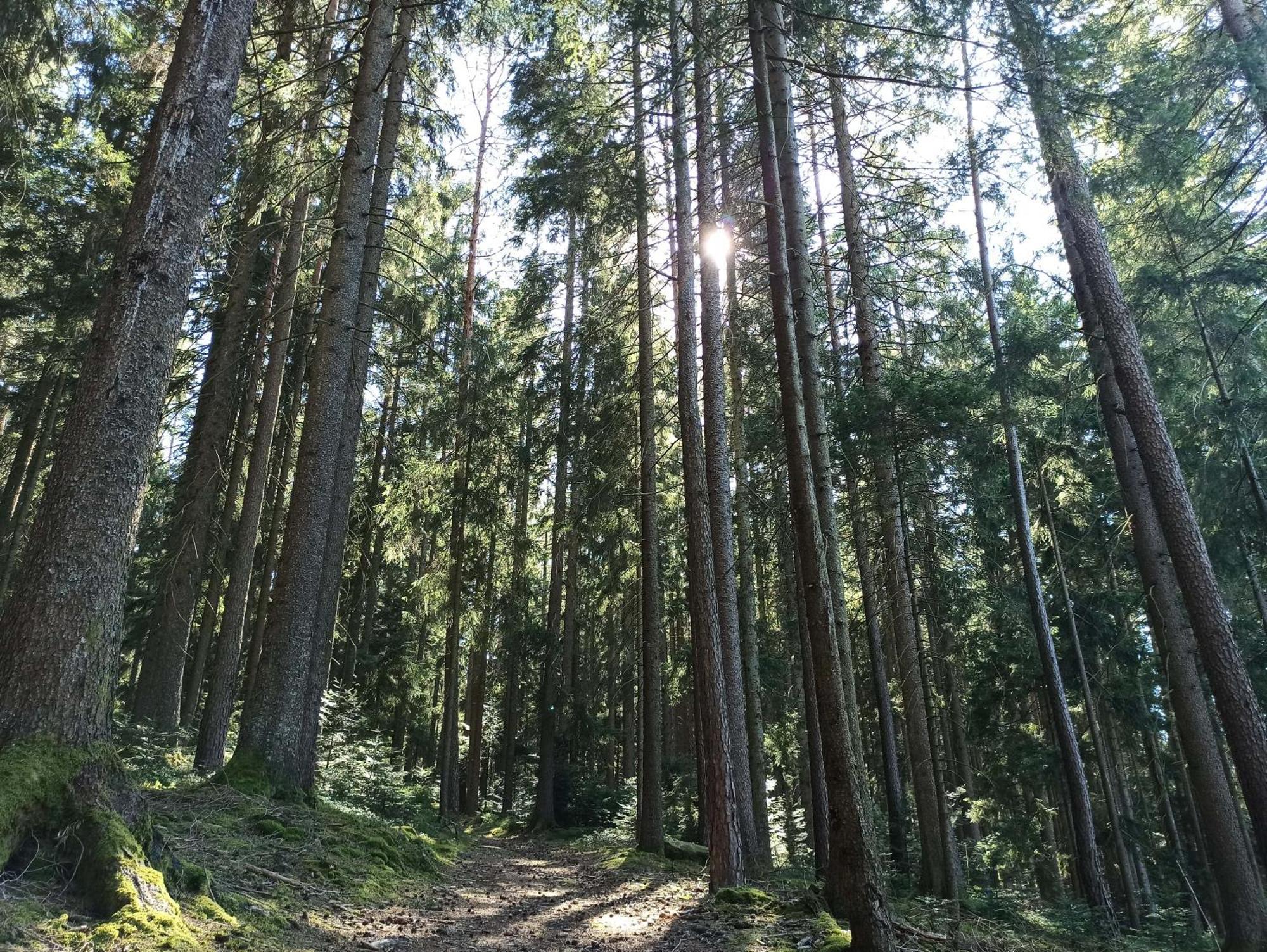 Ferienwohnung Brentenholz Sankt Georgen im Schwarzwald Exterior photo